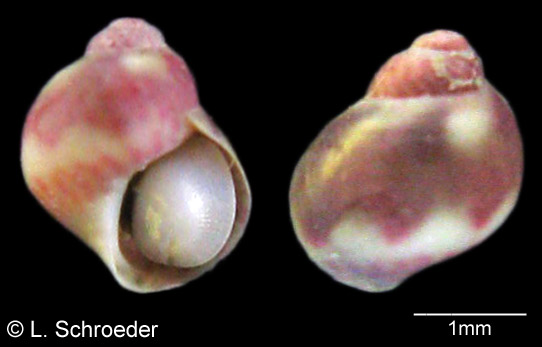 貝殻 Coluzea Juliae Gastropods - Colloniidae, Phasianellidae, Anatomidae, Eucyclidae